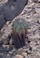 Copiapoa echinoides