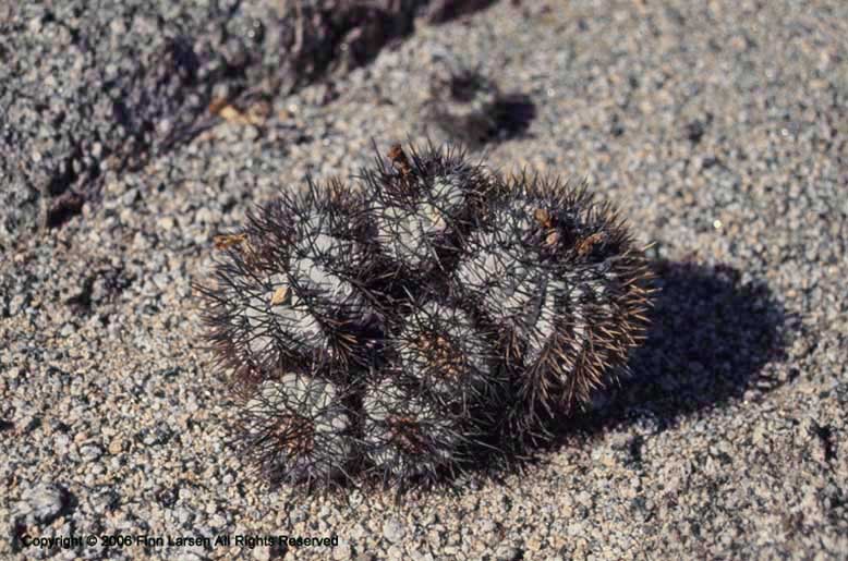 Copiapoa calderana