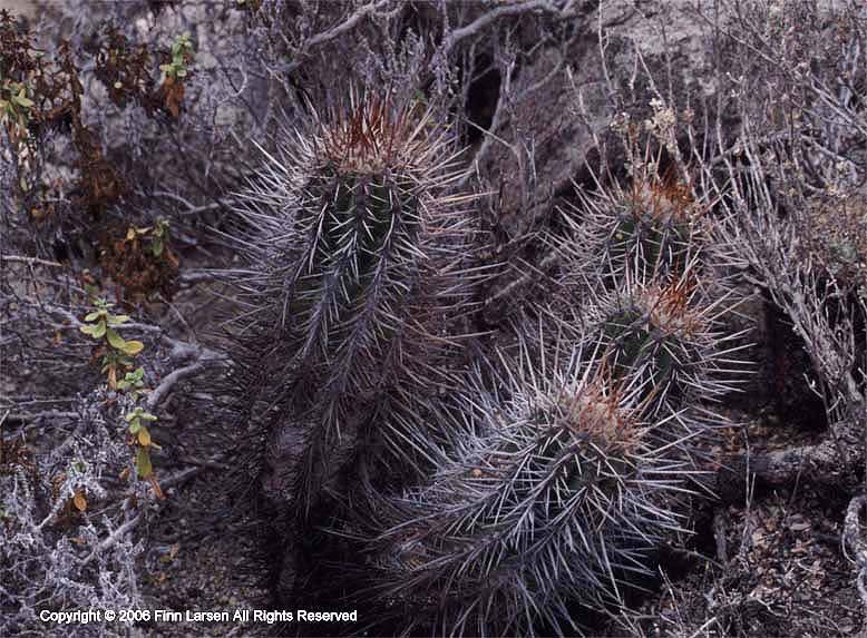 Copiapoa marginata