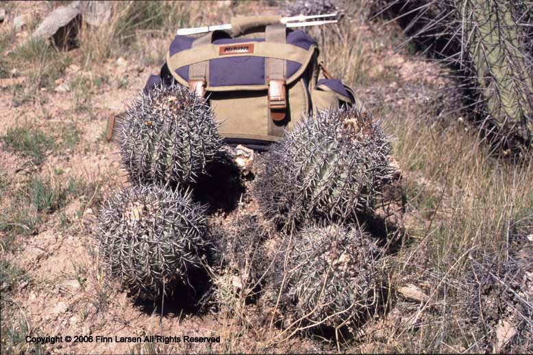 Copiapoa coquimbata var. wagenknechtii