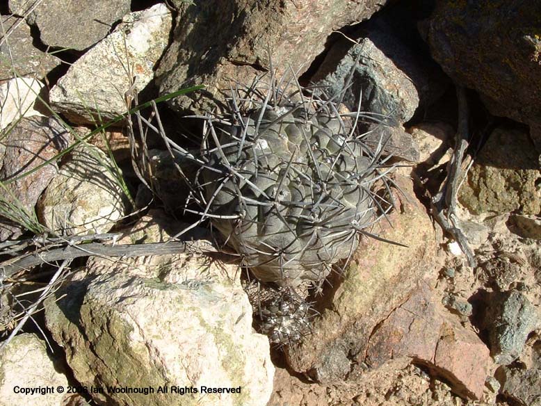 Copiapoa coquimbata var. wagenknechtii