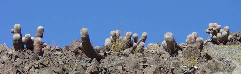 Copiapoa cinerea ved Taltal