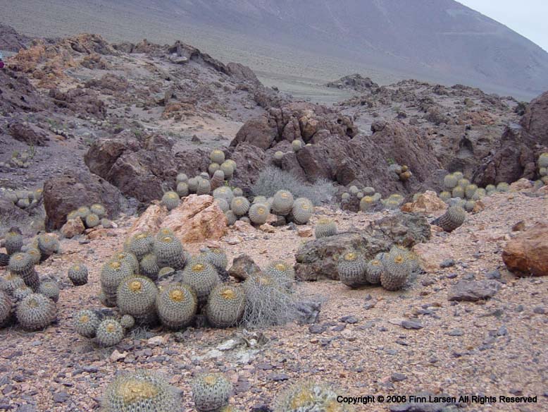 Copiapoa haseltoniana