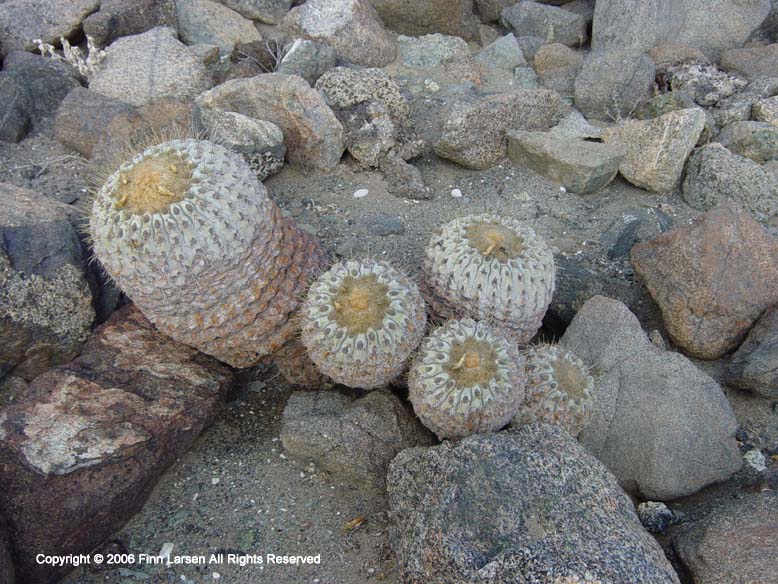 Copiapoa haseltoniana