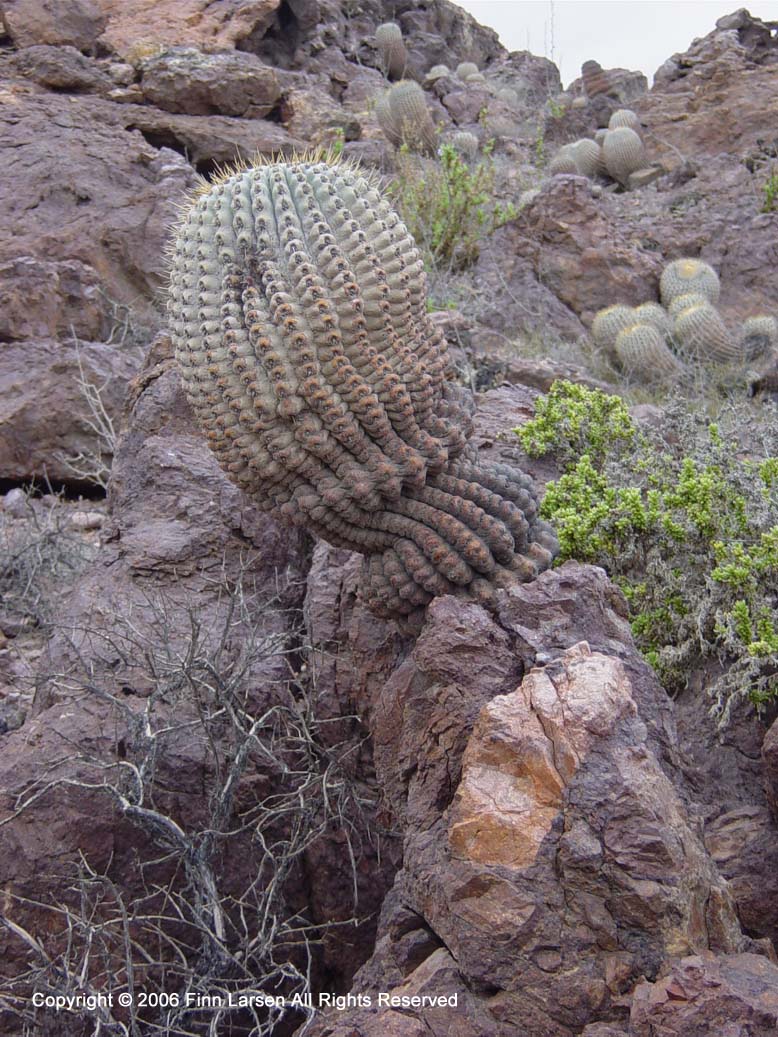 Copiapoa haseltoniana