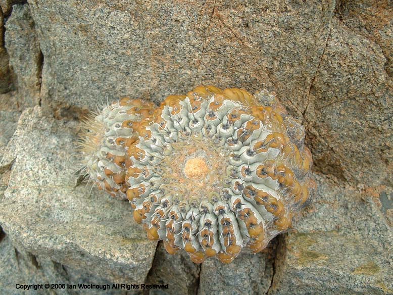 Copiapoa haseltoniana