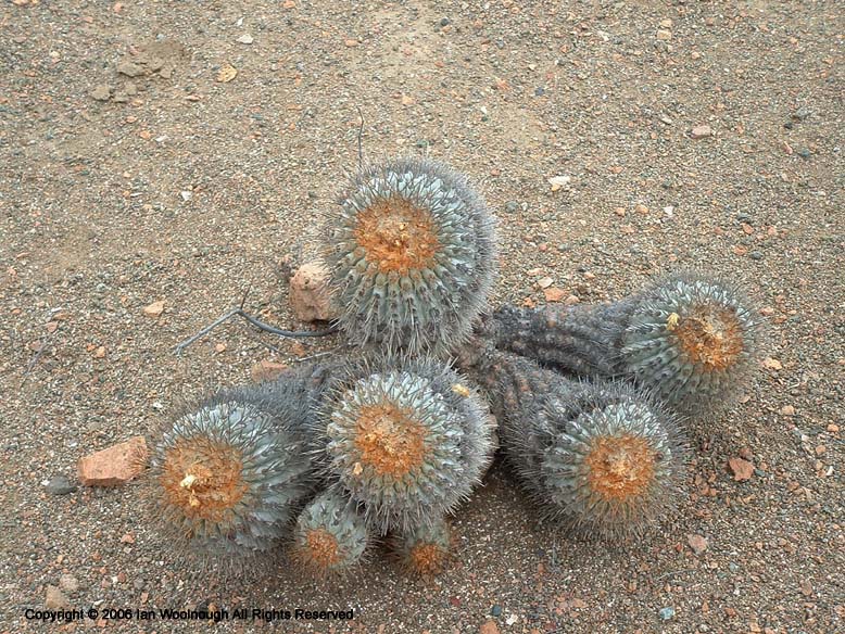 Copiapoa haseltoniana