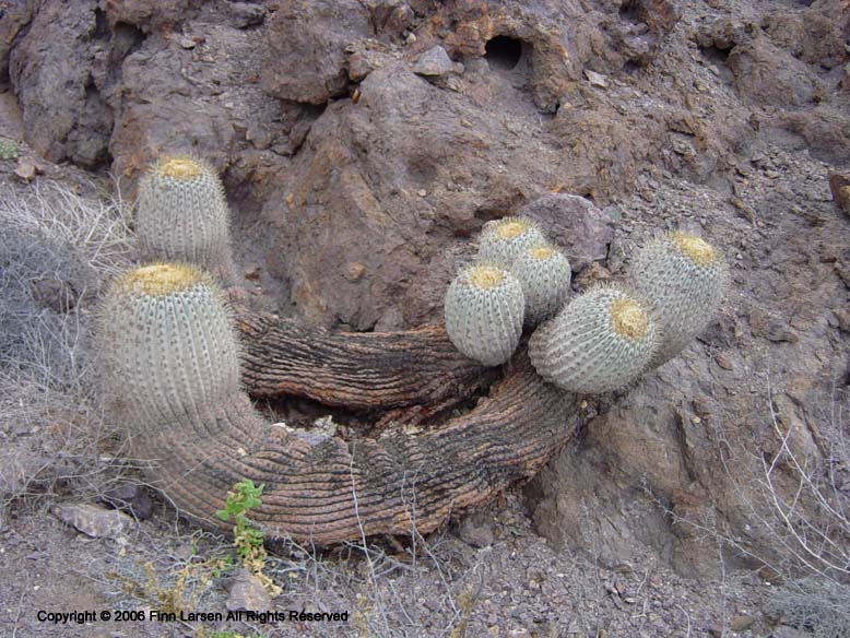 Copiapoa haseltoniana