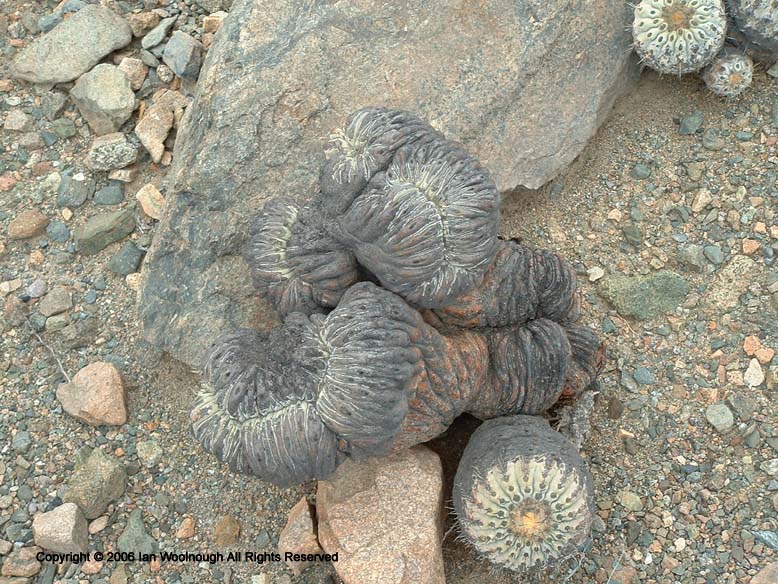 Copiapoa haseltoniana forma cristata