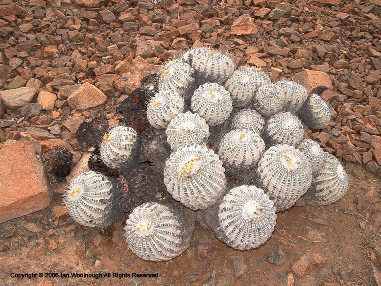 Copiapoa haseltoniana