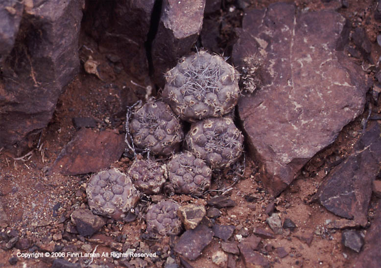 Copiapoa humilis