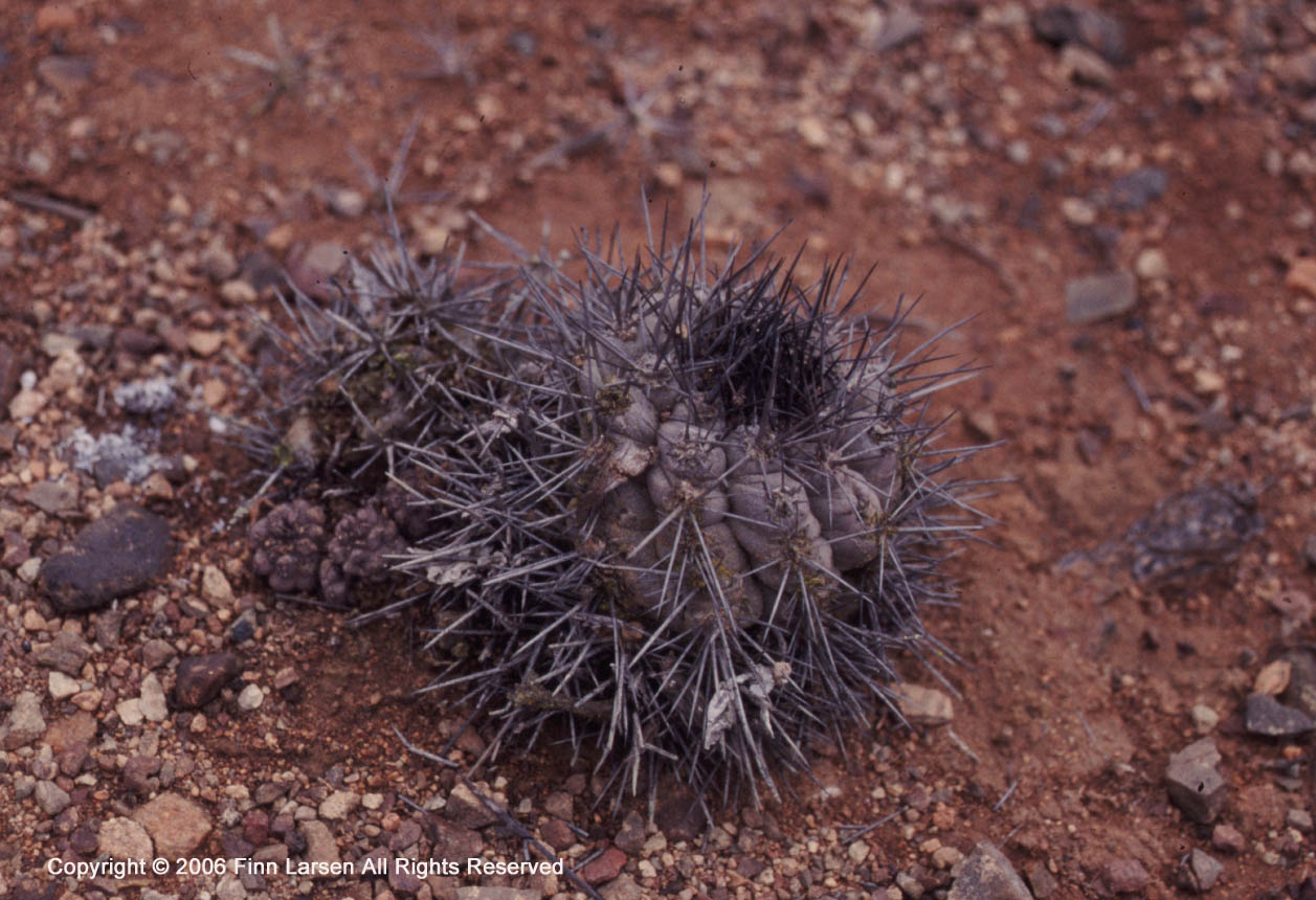 Copiapoa humilis