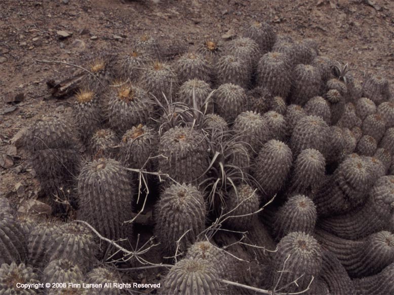 Copiapoa eremophila