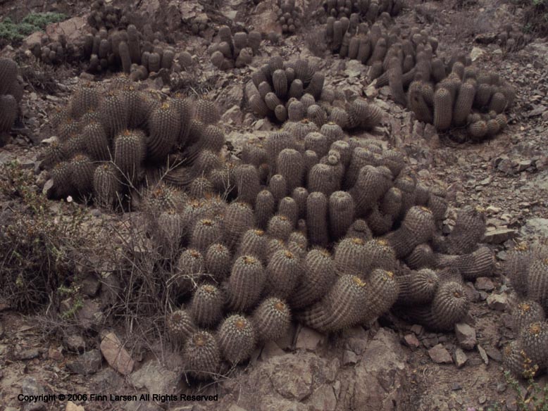 Copiapoa eremophila