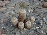 Copiapoa haseltoniana