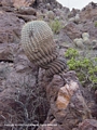 Copiapoa haseltoniana