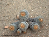 Copiapoa haseltoniana