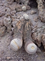 Copiapoa haseltoniana