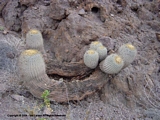 Copiapoa haseltoniana