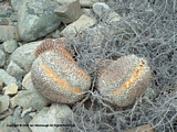 Copiapoa haseltoniana