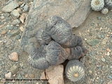 Copiapoa haseltoniana