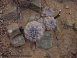 Copiapoa humilis