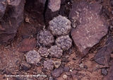 Copiapoa humilis