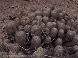 Copiapoa eremophila