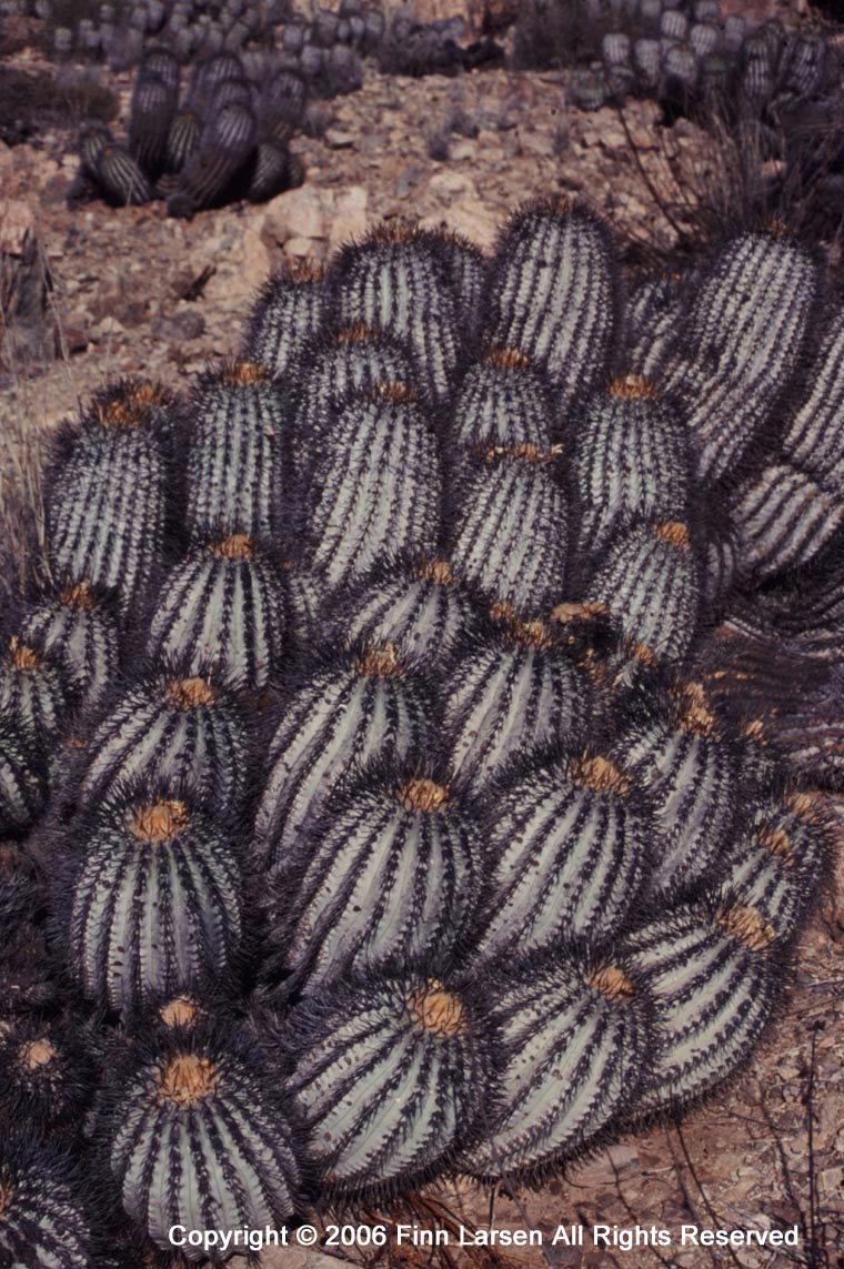 Copiapoa tenebrosa